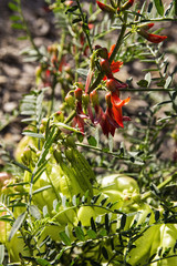 Cancer bush, fynbos, karoo, South Africa