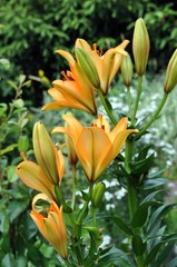 Lilien im Garten