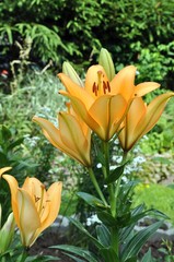 Lilien im Garten © Jutta Adam