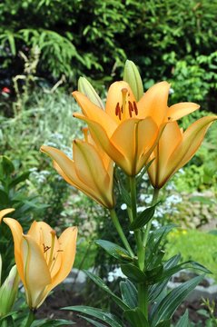 Lilien im Garten