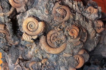 Many Ammonite Fossils from the Jurassic. Archeology and paleontology concept.