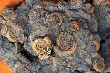 Many Ammonite Fossils from the Jurassic. Archeology and paleontology concept.