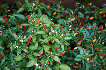 Capsicum annuum