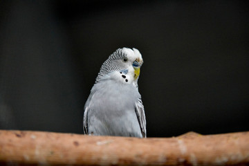Portrait d'une perruche curieuse sur une branche
