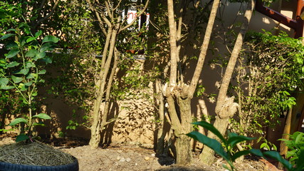 Ornamental trees along the fence in the garden.
