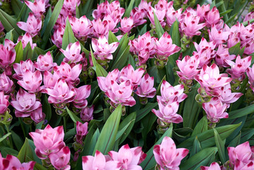 Obraz premium Curcuma alismatifolia