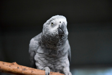 Portrait d'un perroquet curieux sur une branche