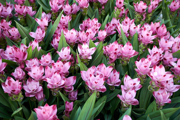 Obraz premium Curcuma alismatifolia