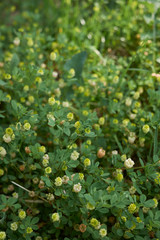 Trifolium campestre