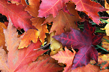 Maple colorful leaves close up. The photo can be used as a background or an independent object in the design.