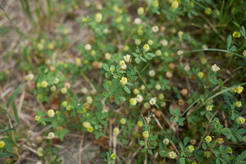 Trifolium campestre