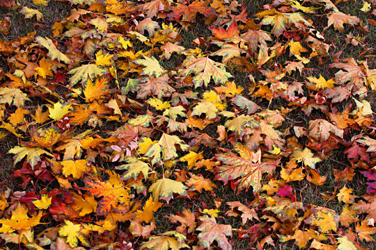 Fallen autumn leaves. Yellow leaves. Can be used as a background, as an element for sites, in design.