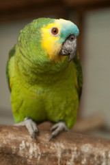 Portrait d'un perroquet curieux sur une branche