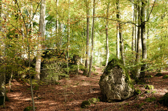 Green deciduous forest with rocks that makes you think of adventure.