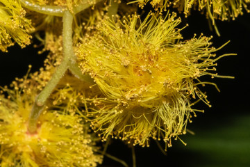 imagen ampliada de una flor amarilla