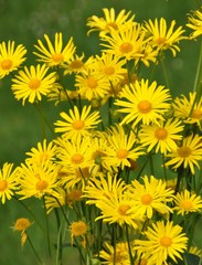 Gämswurzen im Garten