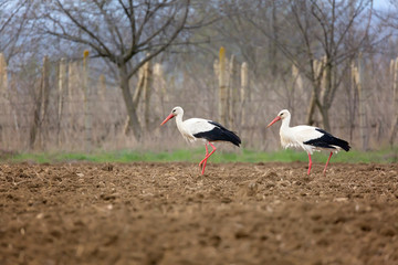 Couple White storks,  (Ciconia ciconia) in agricultural fields in spring time.