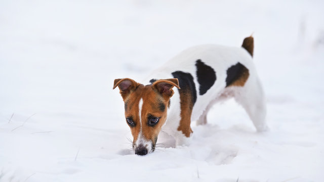 Small Jack Russell Terrier Walking On Snow, Sniffing The Ground