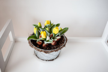 yellow tulips in a flowerpot