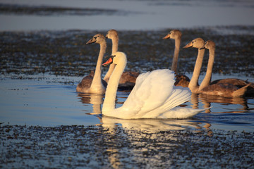 Family of wild swans. Astrakhan region. Russia.