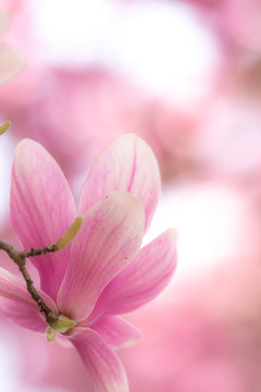 木蓮の花 © rai