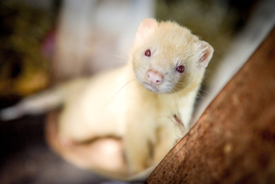 373 Best Furet Images Stock Photos Vectors Adobe Stock