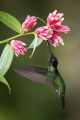 Blue hummingbird Violet Sabrewing flying next to beautiful red flower. Tinny bird fly in jungle. Wildlife in tropic Costa Rica. Two bird sucking nectar from bloom in the forest. Bird behaviour