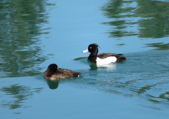 Reiherente - Reiherenten