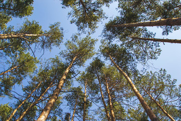 Fototapeta premium Pine trees crown in the forest with blue sky and green leaves. Fresh air from the picture and calming atmosphere. Spring time. 