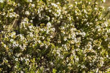 African wild rosemary