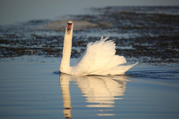 Wild swans nest in the reeds in the Volga delta. Astrakhan region. Russia