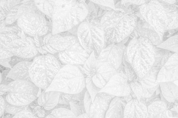 Vegetable white background - white leaf texture - natural black and white background