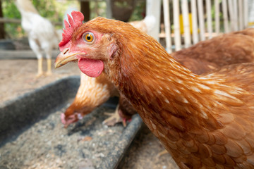 Hen walking in the farm looking suspiciously