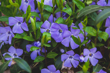Blue flowers of periwinkle in the garden on green background. Spring time and everything is blooming. Wallpaper with nature view. A lot small flowers in purple blue shade.