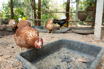Hen looking right back while eating grain from the bucket on the ground.