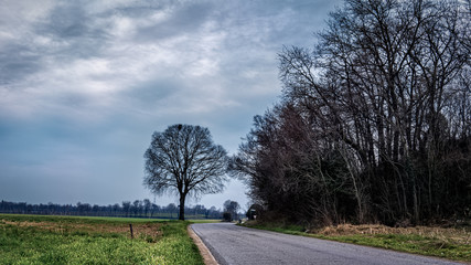 Fototapeta premium Tree