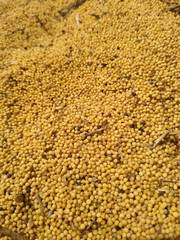 Food background of yellow mustard seeds, top view