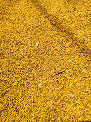 Food background of yellow mustard seeds, top view