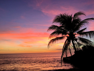 Fototapeta na wymiar Sunset on the beach, silhouette of palm tree in ocean.