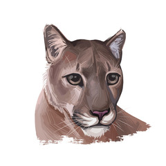 Cougar large felid native to Americas isoated wildlife cat. Digita art illustration of mountain lion, puma, red tiger and catamount. Puma concolor North American cougar hunting savanna season wildcat