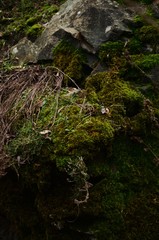 Gloomy garden of Radomyskl' castle 4/01/2010