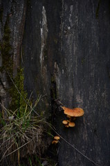 Gloomy garden of Radomyskl' castle 4/01/2010