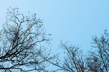 Spring and autumn leafless trees on a blue sky background. Seasonal dramatic concept. Structure and texture abstract shot. Look up beautiful view.