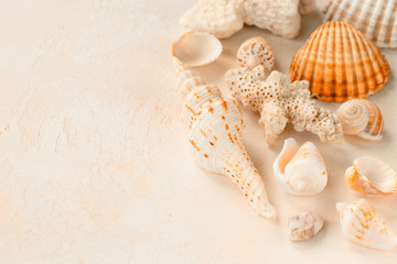 Shells found on the beach.