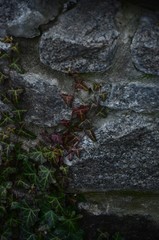 Entanglement of grapes.
Radomyshl' castle 4/01/2020