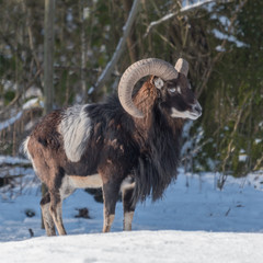 Mouflon
