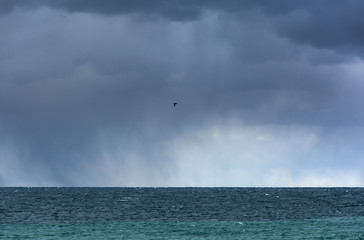 Beautiful wide landscape view of the Black sea on a cloudy day before a storm. Sea on a cloudy day and a bird flying over the horizon