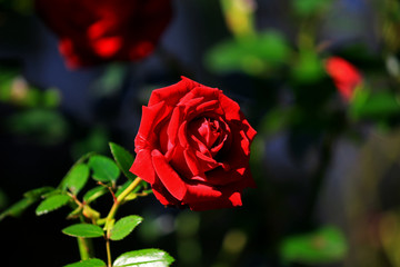 Beautiful rose flower blooming in the garden