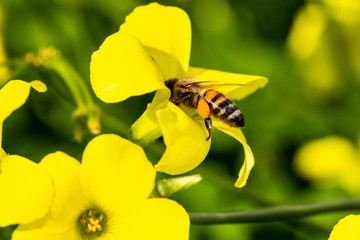 a bee takes pollen from a yellow flower in spring, macro view