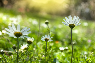 The Beautiful Flowers Of Bellis perennis , White Margarita In The Meadow , Spring Time